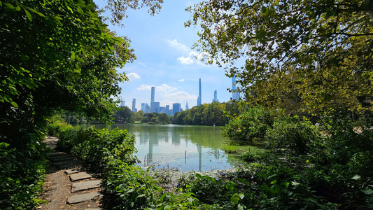 A picture of Central Park in New York City (NYC). Manhattan's skyscrapers are visible in the background and it's reflection on the lake. surrounded by lushes green trees and leaves 