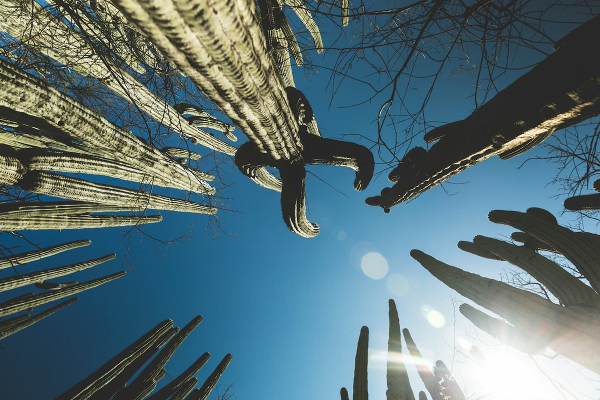 The Cactus Forest of Tehuacán-Cuicatlán, Mexico
